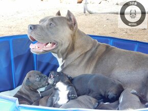 Štěňata American Bully Xl - XXL Bloodline DDK9 - 17