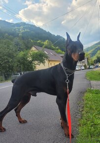 DOBERMAN ŠTENIATKA S FCI P.P. - 17