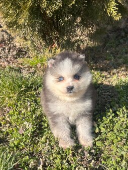 Pomsky / Pomeranian / Husky - 17