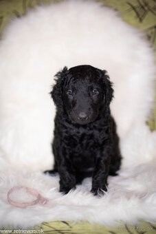 Curly Coated Retriever s PP - 17