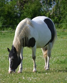 APH APHA PAINT HORSE ŽREBEC pripúšťanie - 17