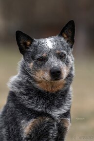 ACD Austrálsky dobytkársky pes CATTLE DOG - 17