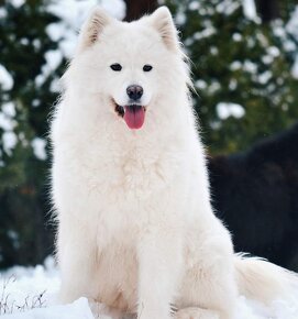 Samojed s PP LA TORRE ROJA - 17