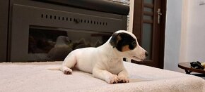 Jack Russell terier - 17