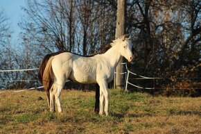 Fewspot Appaloosa colt - 18