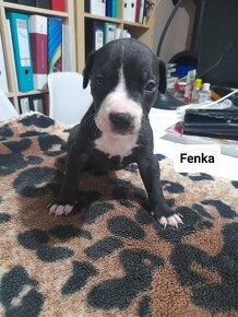 Šteniatka-Americký stafordšírsky teriér/Amstaff - 18