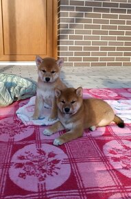 Shiba Inu - 18