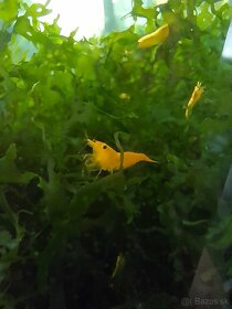 Krevetky neocaridina davidi yellow - 18