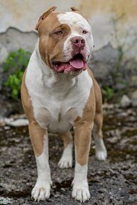 American bully xl ke krytí - 18