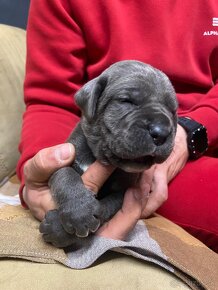 Cane Corso - 18