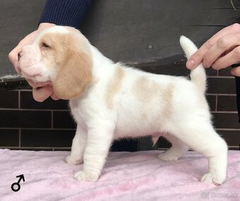 Bígel Bigl Beagle s PP FCI (bicolor, tricolor) - 18