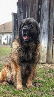 Leonberger s PP - 18