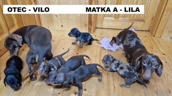 Jazvečík hladkosrstý ČOKO-MERLE / BLUE - MERLE / ČOKO - 18