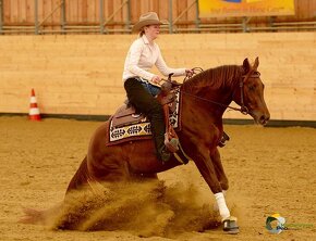 Dvouletá splash Quarter Horse klisna, nominována na Futurity - 18