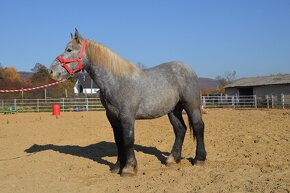 Žrebec na predaj - Percheron - 18