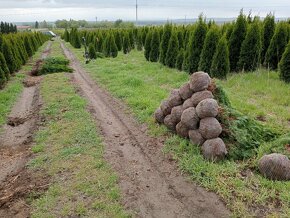 Tuja Smaragd, vavrínovec, červienka - Košice - 18