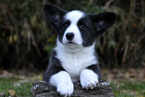 Welsh Corgi Cardigan FCI- krásná dívka - 18