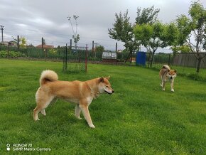 Shiba inu fenka s PP - 18