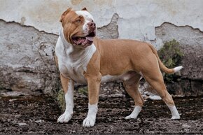 American bully xl ke krytí - 18