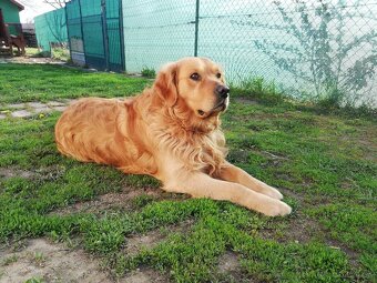 Zlatý retriever - 18