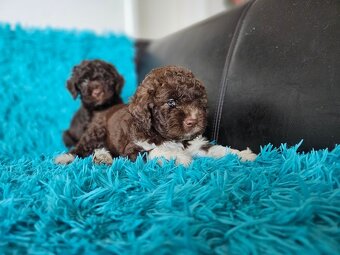 LAGOTTO ROMAGNOLO-brown, with super ped. FCI - 18