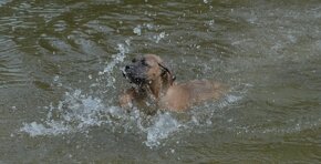 Cane Corso s PP (FCI) - 18