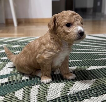 bichpoo/maltipoo - 18