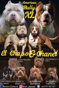 American Bully Xl - 18