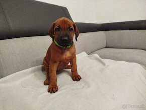 RHODESIAN RIDGEBACK - 18