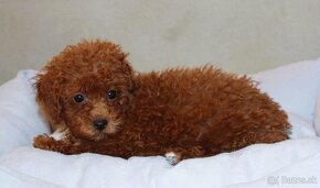 Toy pudla, Red Toy Poodle, Red Toy Pudel - 18
