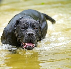 Bandog šteniatka - 18