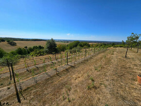 Jedinečná Vinná pivnica s viničom Lozorno - 18