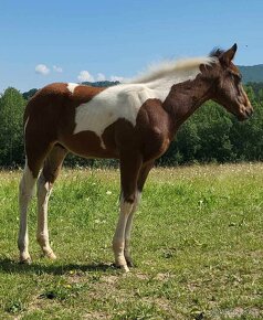 APH APHA PAINT HORSE ŽREBEC pripúšťanie - 18