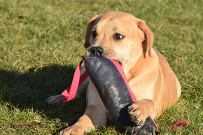 boerboel Ballotada - 2 krásné feny -6měsíců - 18