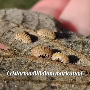 ❤️Najväčšia zbierka isopod - 18