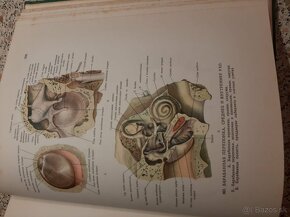 Anatomia človeka I-III - 18