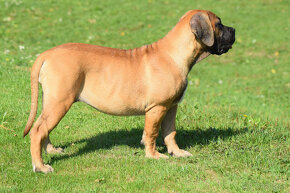 búrský buldok- boerboel - 18