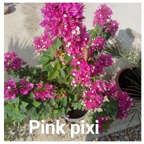 Bougainvillea,( bougainvillea, bugenvilea, bugenvila ) - 18