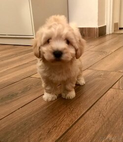 Mini maltipoo +36209877091 - 18