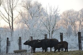 Prenájom – Bruty – farma s rodinným domom 306/22 - 18