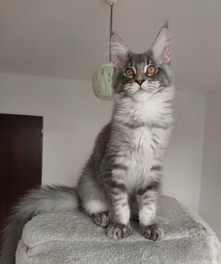 MAINE COON - mainská mývalia s PP - 18