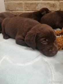 Labrador retriever šteniatka - 18