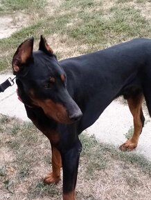 Šteňatá doberman - 18