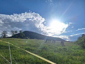 Ustajnenie,výcvik,preprava,ošetrenie koni-dornovou metódo - 18