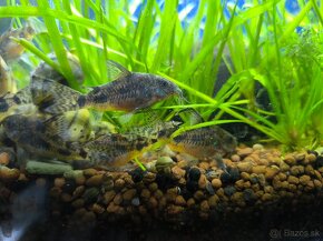 Corydoras paleatus - 18