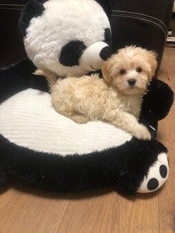 Maltipoo - 18