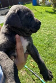 Cane Corso šteniatka - 18