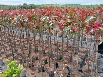 Tis, Taxus, červienka, vavrínovec, tuja - Nitra okolie - 18