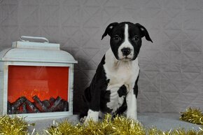 Americký stafordšírsky teriér s PP Amstaff - 18