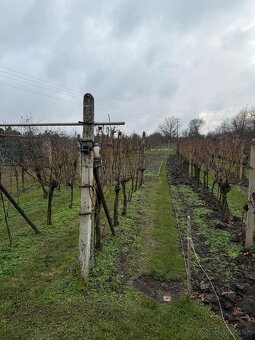 Vinohradnícky domček s vinicou v Skalici - 18